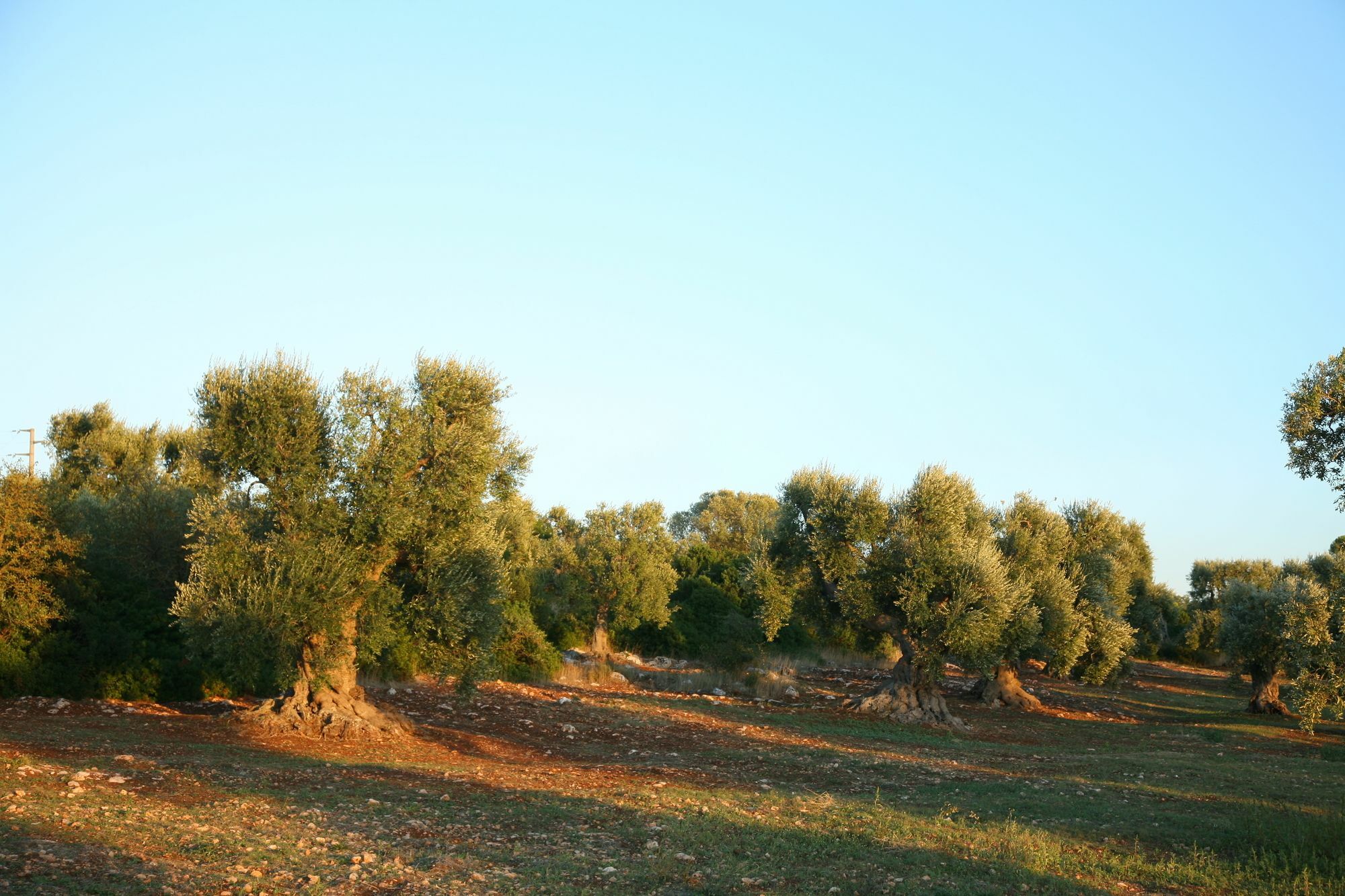 Apartamento Masseria Montecchie Ceglie Messapica Exterior foto